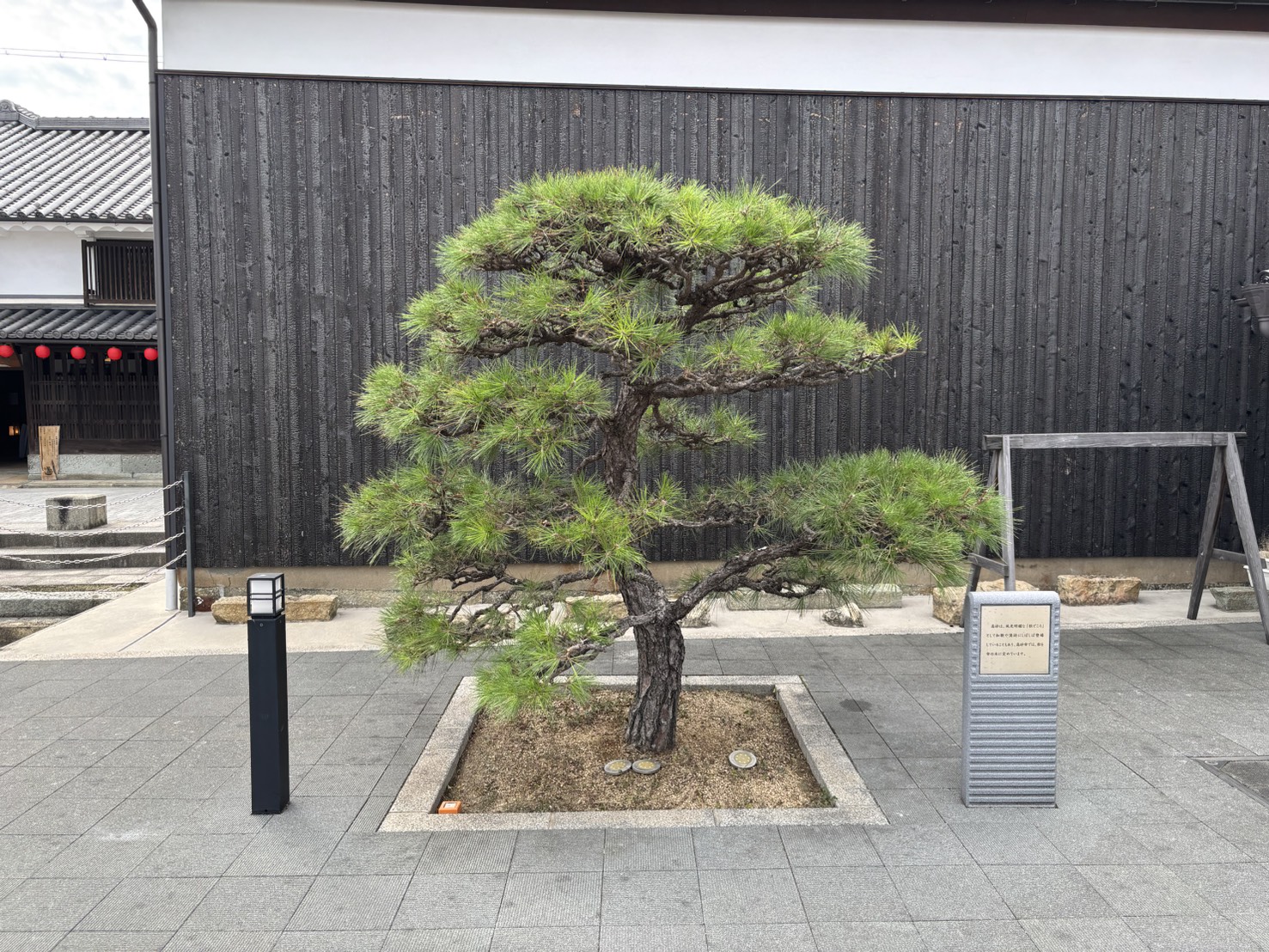 工楽松右衛門旧宅の松の木